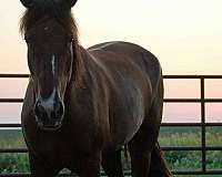 chestnut-blaze-horse
