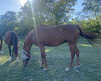 dressage-racing-gelding