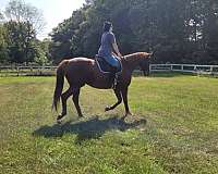 dressage-racing-horse