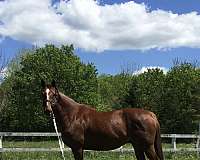 dressage-racing