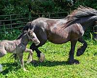 solid-black-4-white-feet-gypsy-vanner-horse