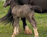 solid-black-4-white-feet-horse