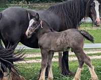 solid-black-4-white-feet-colt