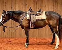 black-blaze-white-paint-markings-all-chrome-horse