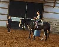 blaze-white-paint-markings-all-chrome-horse