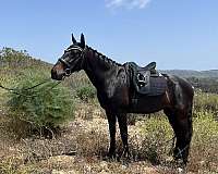 attitude-andalusian-horse