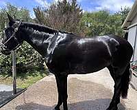 bridal-andalusian-horse