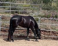 bright-andalusian-horse