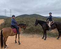 deadhead-andalusian-horse