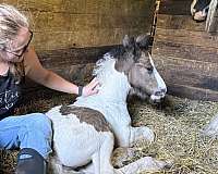 black-overo-polocros-horse