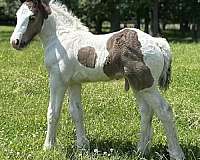 polocros-colt