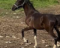 four-socks-a-snip-horse