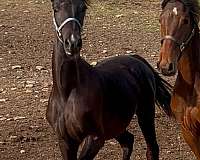 black-four-socks-a-snip-horse