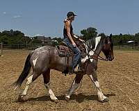 athletic-draft-horse