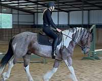 draft-horse