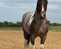 flashy-draft-horse