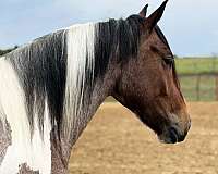 husband-safe-draft-horse