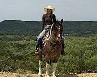 jumping-draft-horse