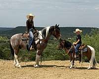 hunter-jumper-draft-horse