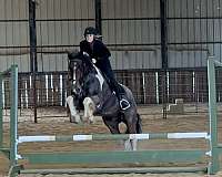 kid-safe-draft-horse