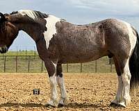 ridden-english-draft-horse