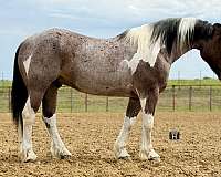 ridden-western-draft-horse