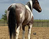 show-draft-horse