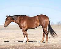 athletic-quarter-horse
