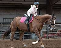flashy-quarter-horse