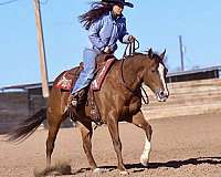 ranch-quarter-horse