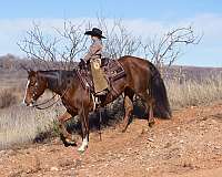 performance-quarter-horse