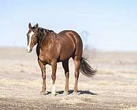 ranch-versatility-quarter-horse