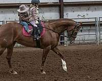ranch-work-quarter-horse