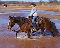 reining-quarter-horse