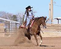 ridden-english-quarter-horse
