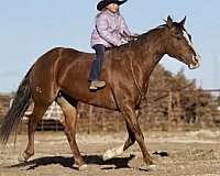 ridden-western-quarter-horse