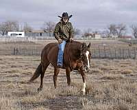roping-quarter-horse