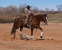 trail-quarter-horse