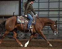 trail-riding-quarter-horse