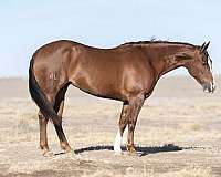 working-cattle-quarter-horse