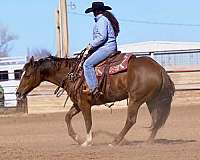youth-quarter-horse