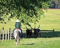athletic-quarter-horse