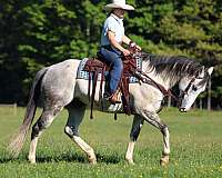 husband-safe-quarter-horse