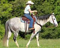 performance-quarter-horse