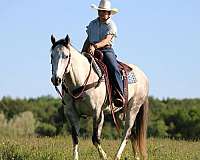 ranch-quarter-horse