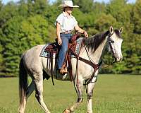 ranch-versatility-quarter-horse