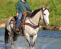 ranch-work-quarter-horse
