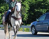 roping-quarter-horse