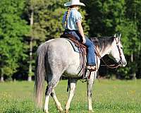 show-quarter-horse