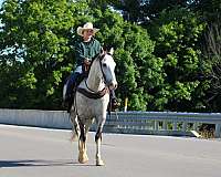 trail-quarter-horse